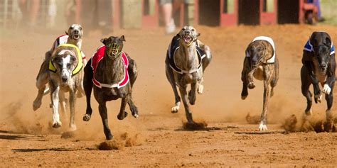 greyhound racing betting strategy|Greyhound Racing Betting – Guide, Tips, Tricks & Strategies .